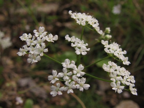 Conopodium majus subsp. marizianum