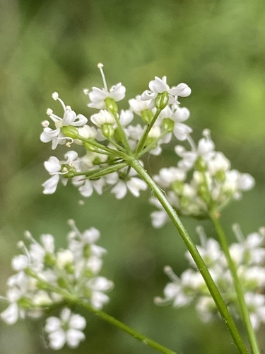 Conopodium majus