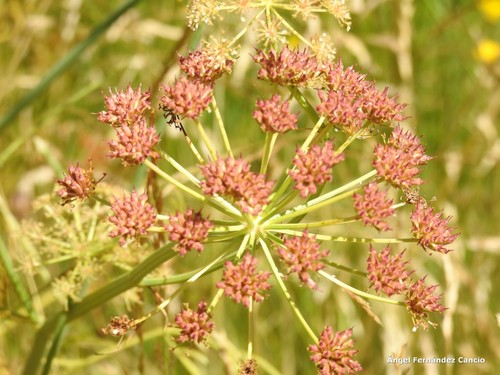 Conopodium subcarneum — photo