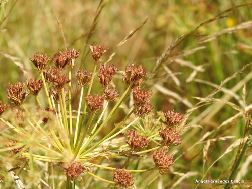Conopodium subcarneum — photo