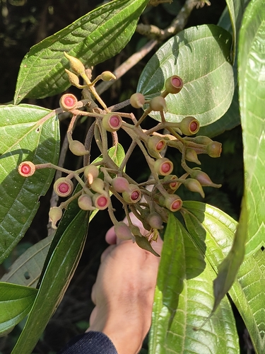 Conostegia arborea — photo