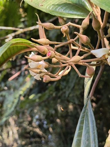 Conostegia arborea — photo