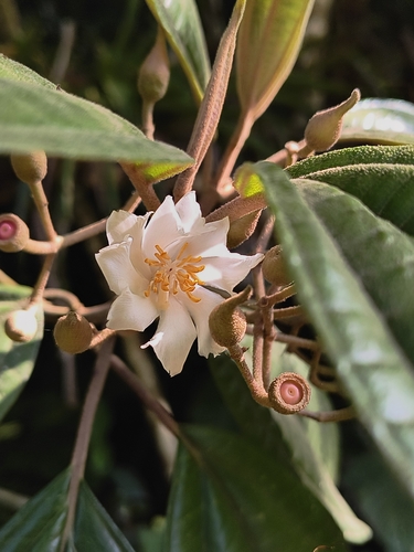 Conostegia arborea