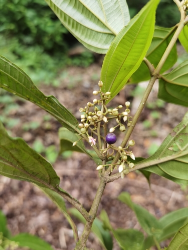 Conostegia cinnamomea (Cinnamon conostegia) — photo