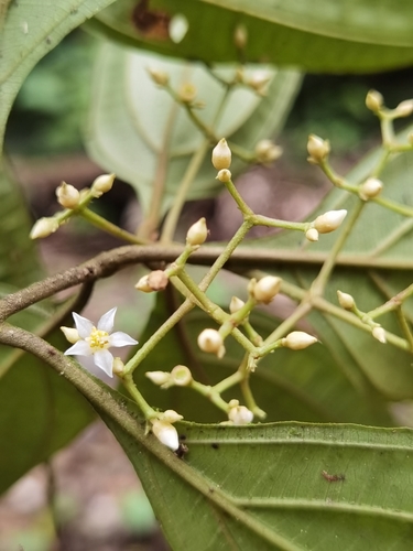 Conostegia cinnamomea (Cinnamon conostegia) — photo