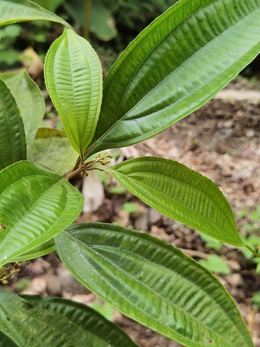 Conostegia cinnamomea