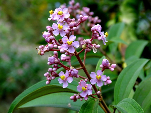 Conostegia xalapensis (Lengua de gato) — photo