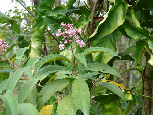 Conostegia xalapensis (Lengua de gato) — photo