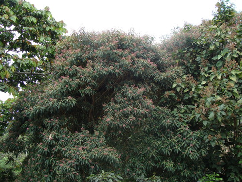 Conostegia xalapensis