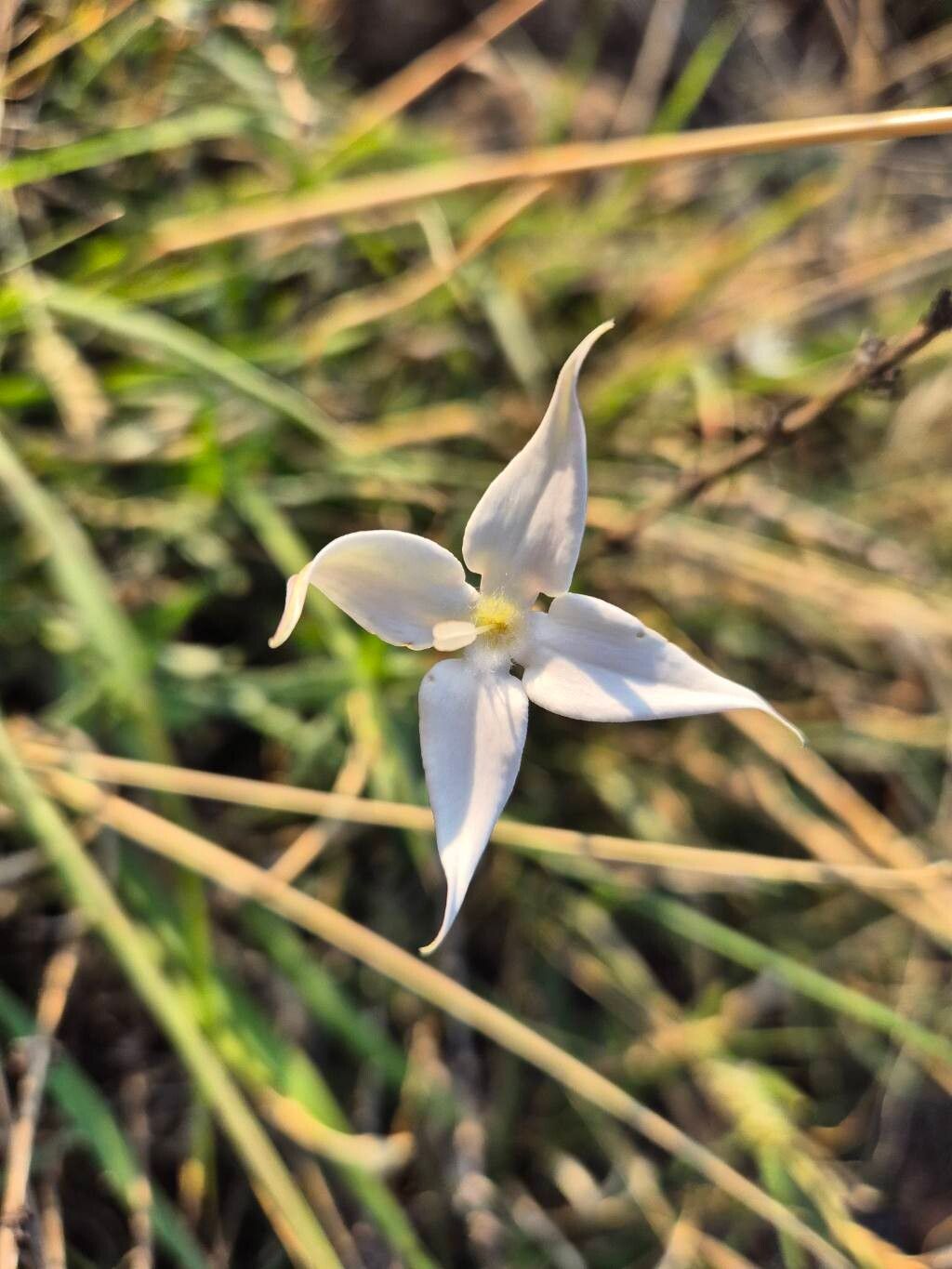 Conostomium quadrangulare (Sweet flowers) — photo