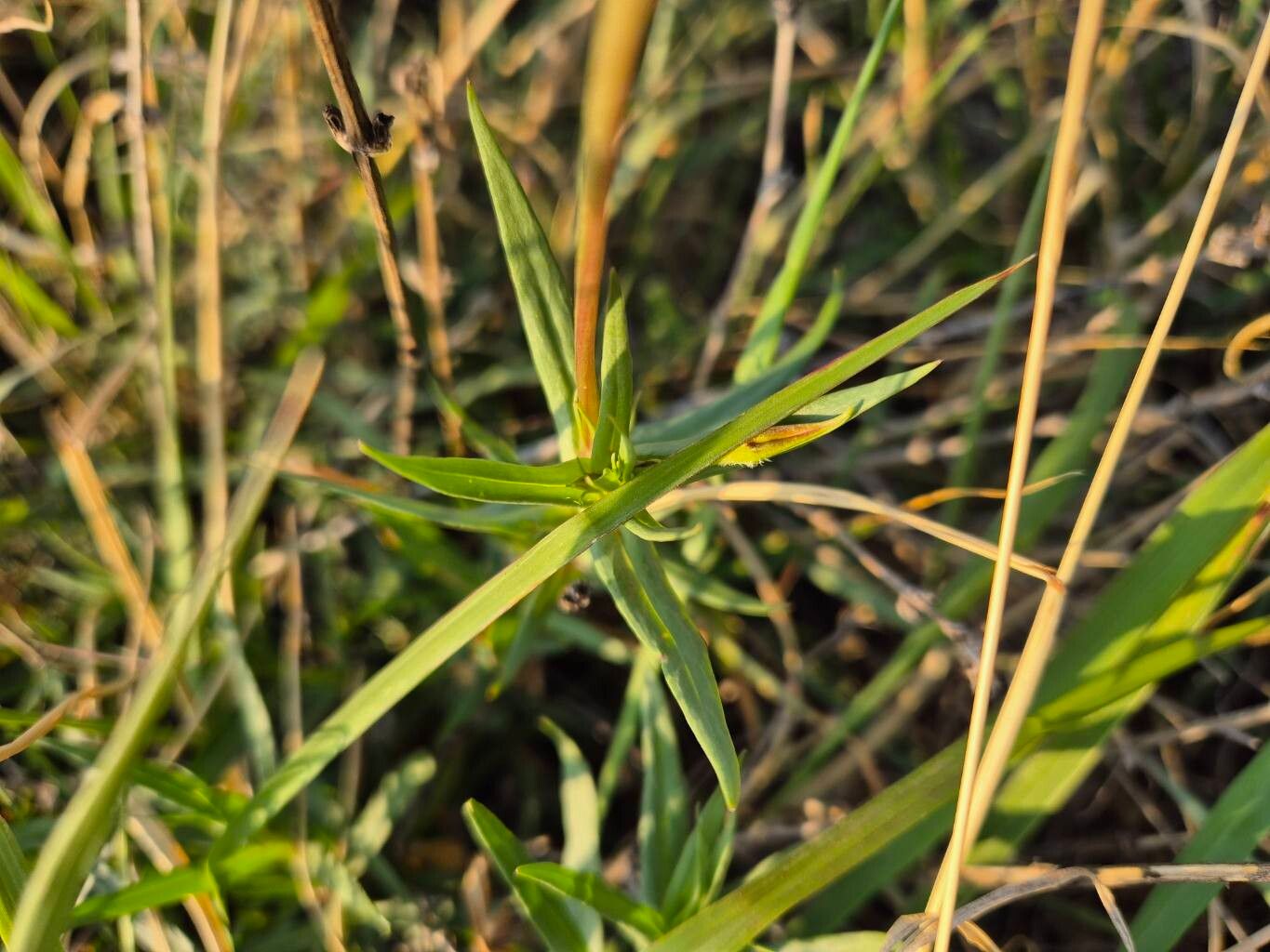 Conostomium quadrangulare (Sweet flowers) — photo