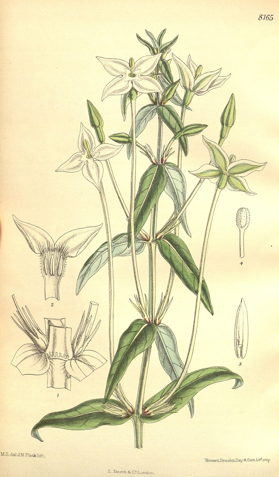Conostomium quadrangulare