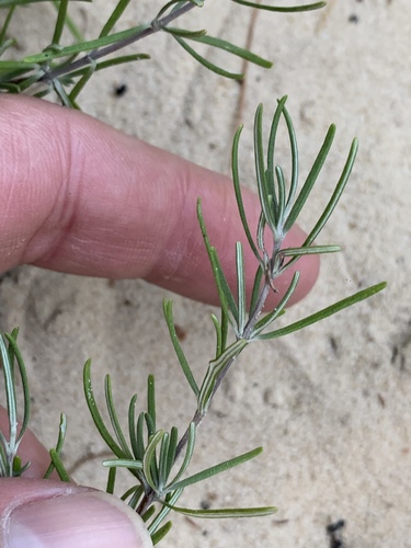 Conradina verticillata (Cumberland rosemary) — photo