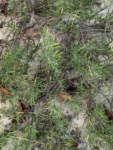 Conradina verticillata (Cumberland rosemary) — photo