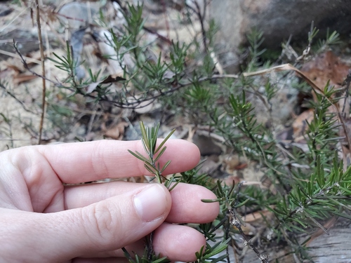 Conradina verticillata