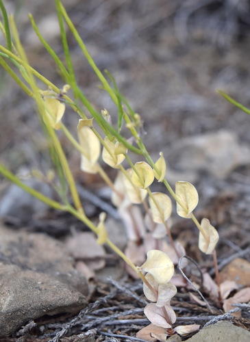 Conringia clavata — photo