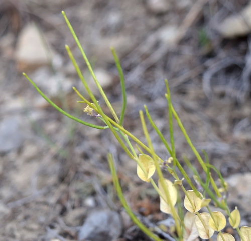 Conringia clavata — photo