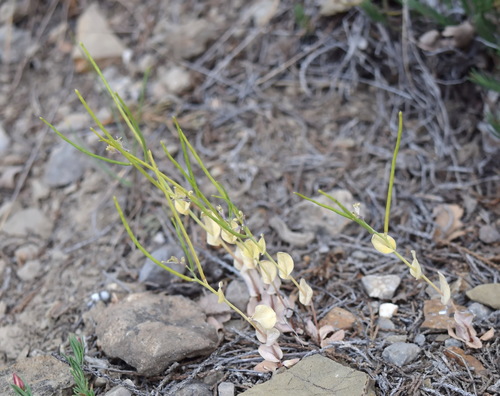 Conringia clavata