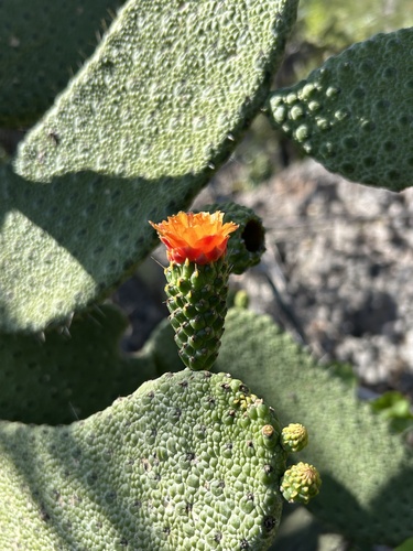 Consolea moniliformis