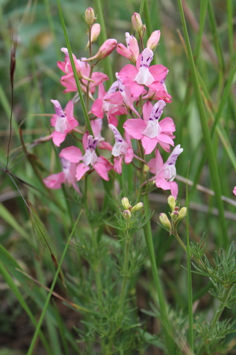 Consolida orientalis — photo
