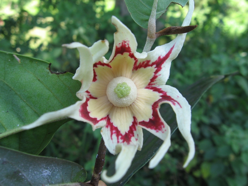 Asteranthe asterias — photo