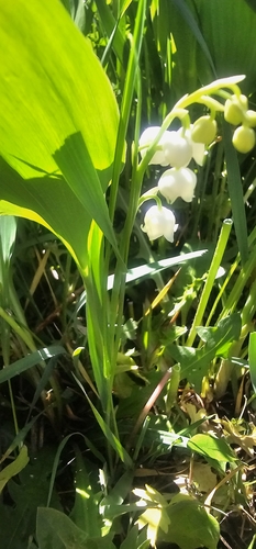 Convallaria keiskei — photo