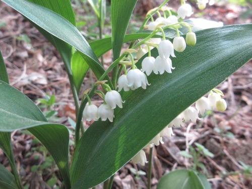 Convallaria keiskei