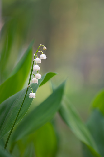 Convallaria majalis (Lily of the Valley) — photo
