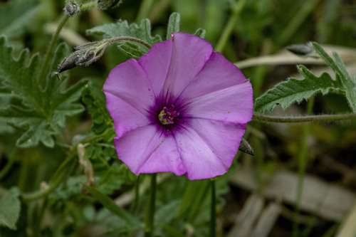Convolvulus althaeoides (Bindweed) — photo
