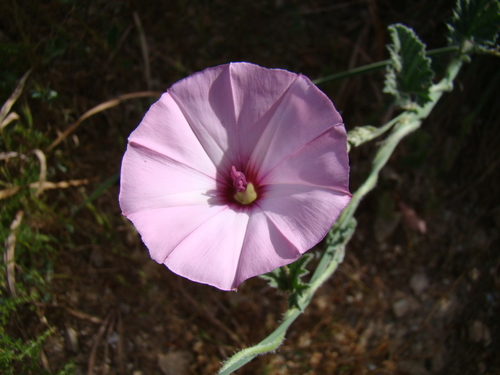 Convolvulus althaeoides (Bindweed) — photo