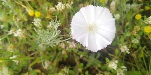 Convolvulus althaeoides
