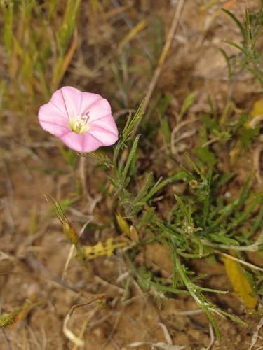Convolvulus angustissimus — photo