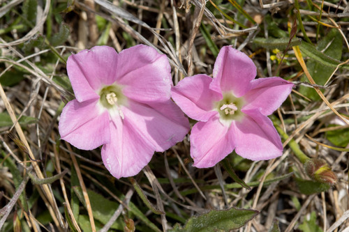 Convolvulus angustissimus