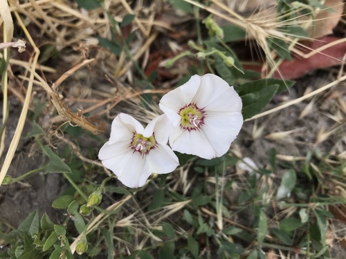 Convolvulus arvensis (Field bindweed) — photo