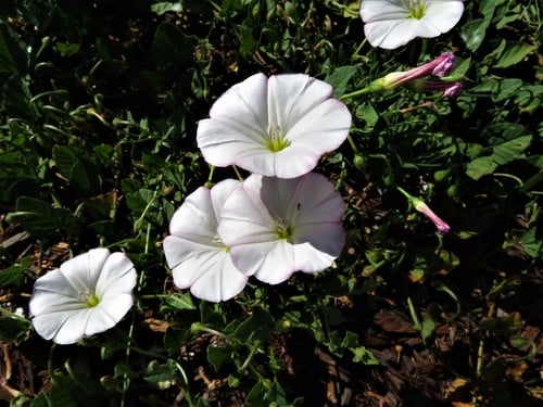 Convolvulus arvensis
