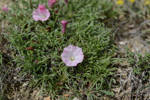 Convolvulus assyricus — photo