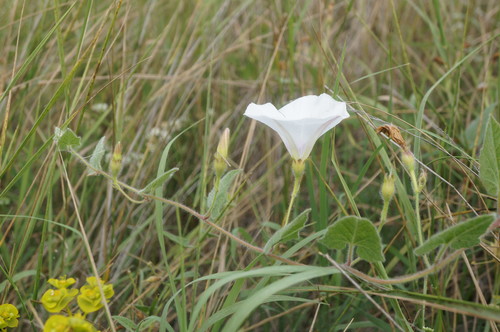 Convolvulus betonicifolius — photo