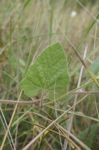 Convolvulus betonicifolius — photo