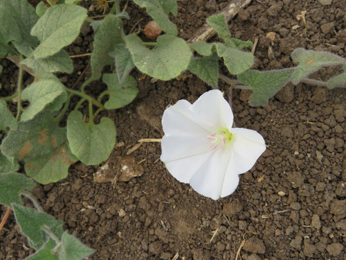 Convolvulus betonicifolius subsp. peduncularis — photo