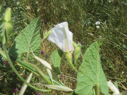 Convolvulus betonicifolius subsp. peduncularis — photo