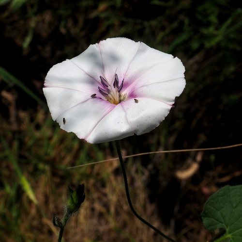 Convolvulus betonicifolius subsp. peduncularis
