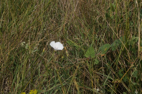 Convolvulus betonicifolius