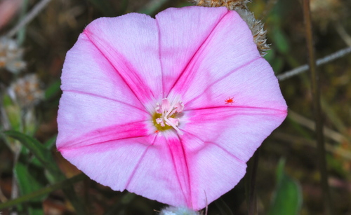Convolvulus cantabrica — photo