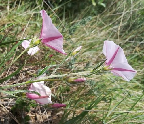 Convolvulus cantabrica — photo