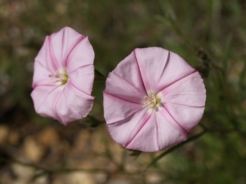 Convolvulus cantabrica