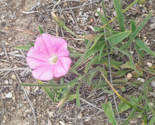 Convolvulus erubescens (Blushing bindweed) — photo
