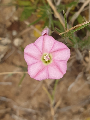 Convolvulus erubescens (Blushing bindweed) — photo