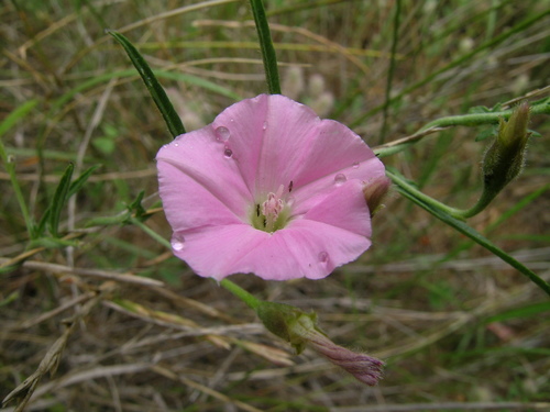 Convolvulus erubescens