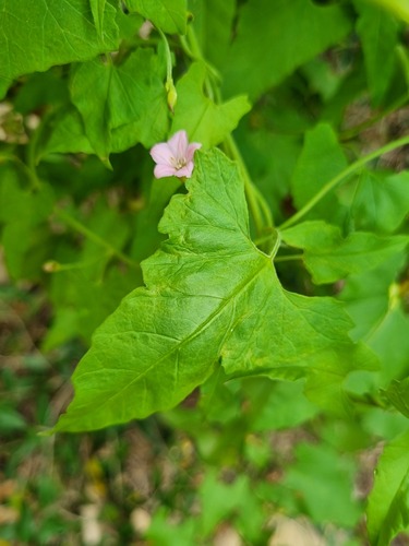 Convolvulus farinosus — photo