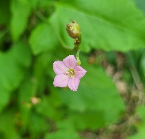 Convolvulus farinosus — photo